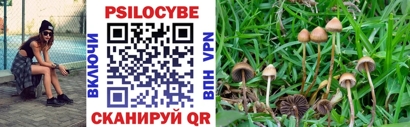 хочу наркоту  Любим  Псилоцибиновые грибы Cubensis 